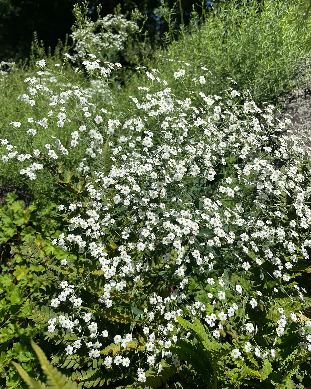 Flowering spurge