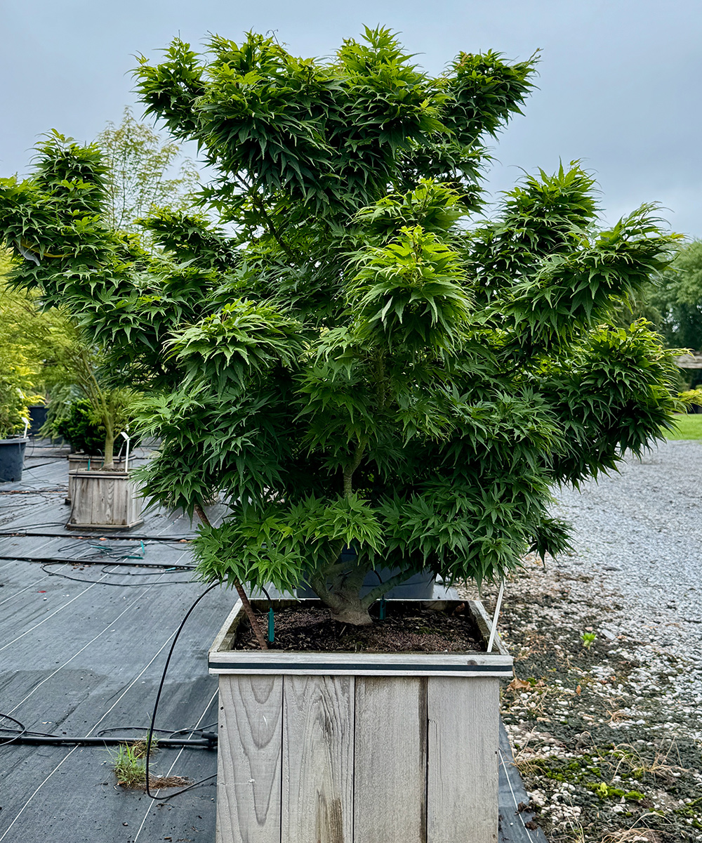Mikawa yatsubusa Japanese maple