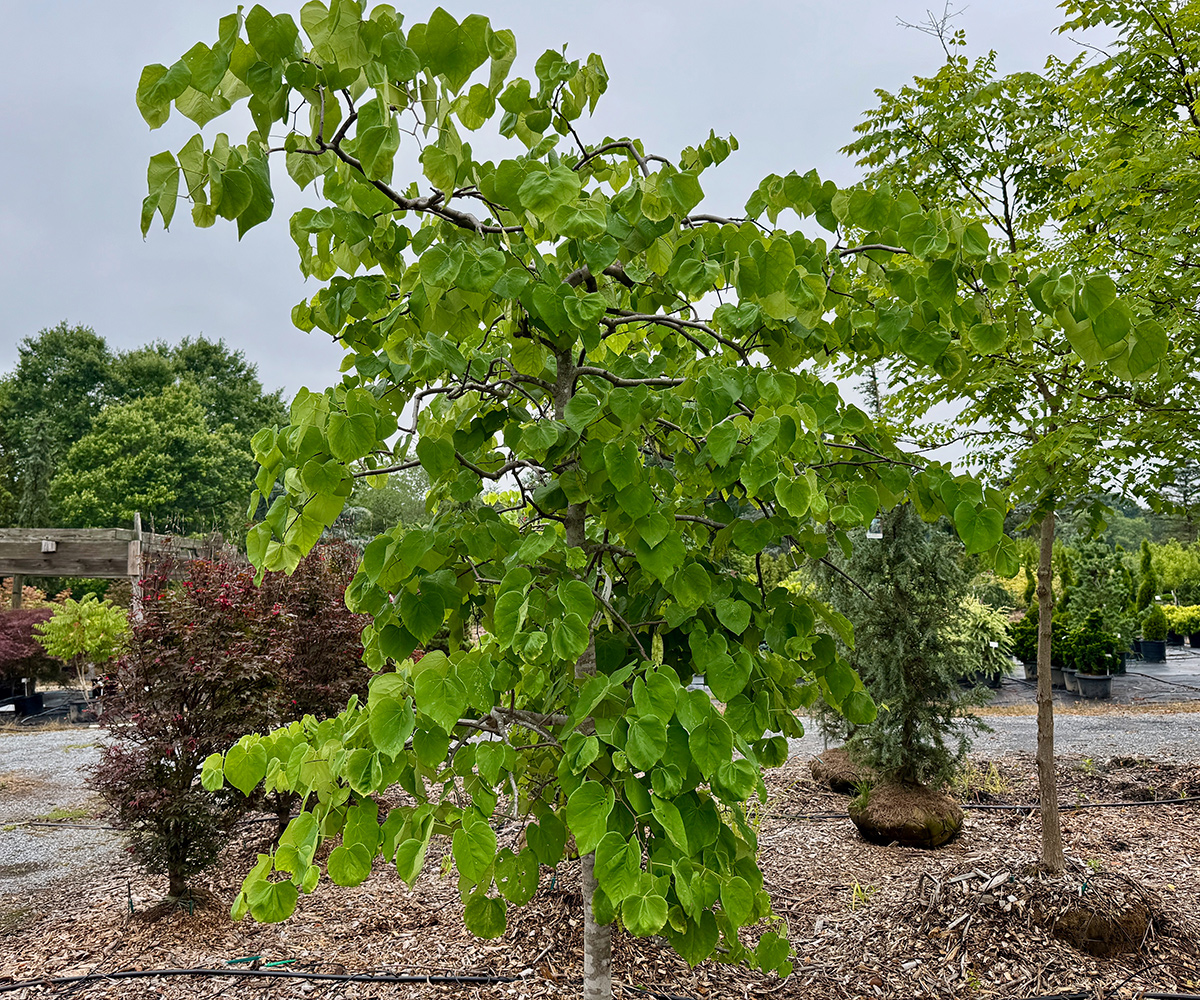 Vanilla Twist weeping redbud