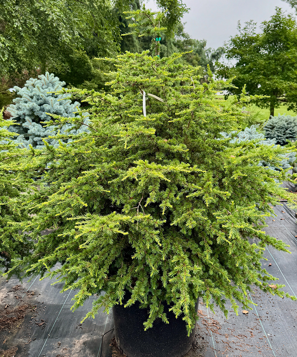 Compact atlas cedar