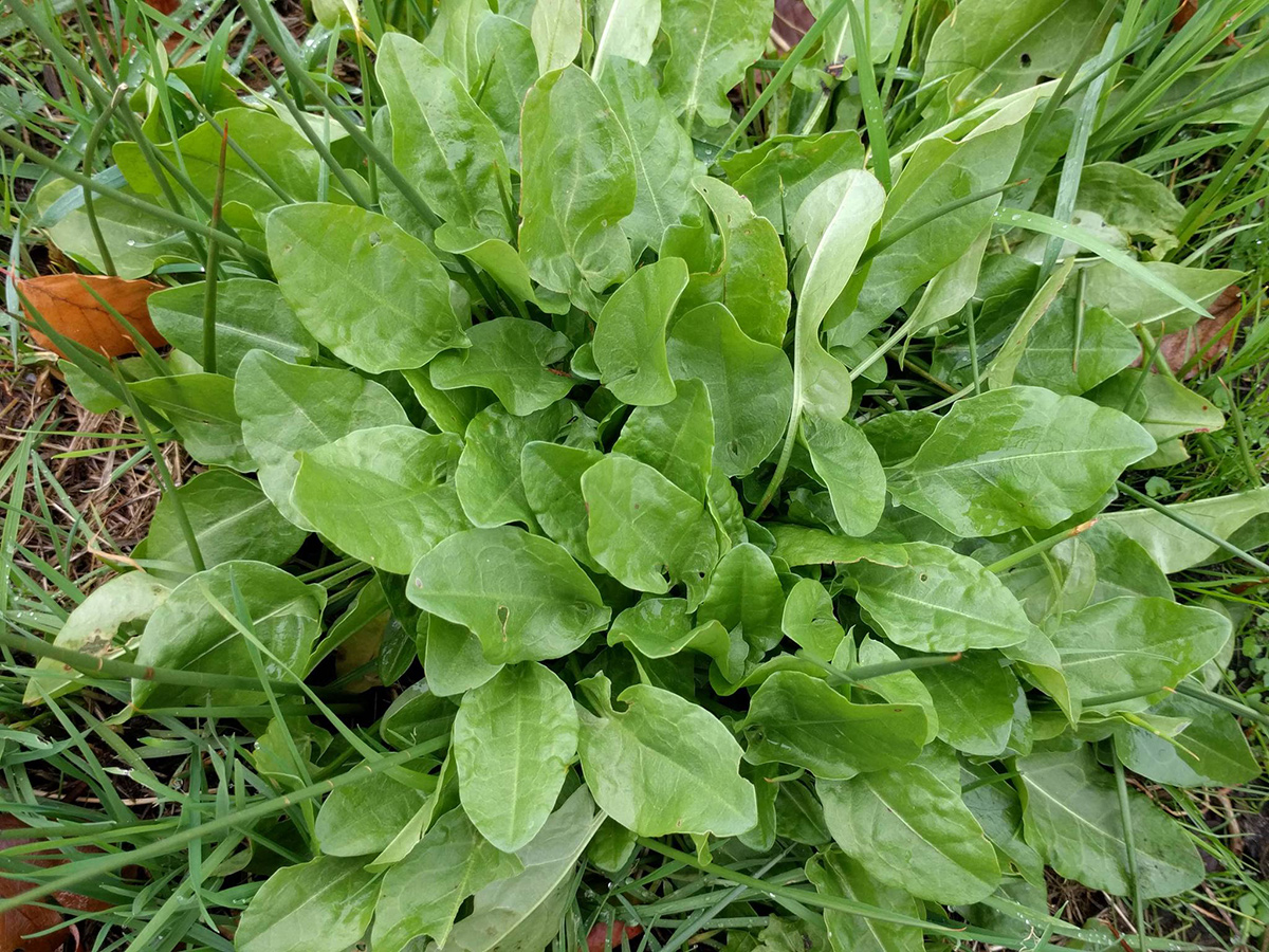 close up of sorrel leaves