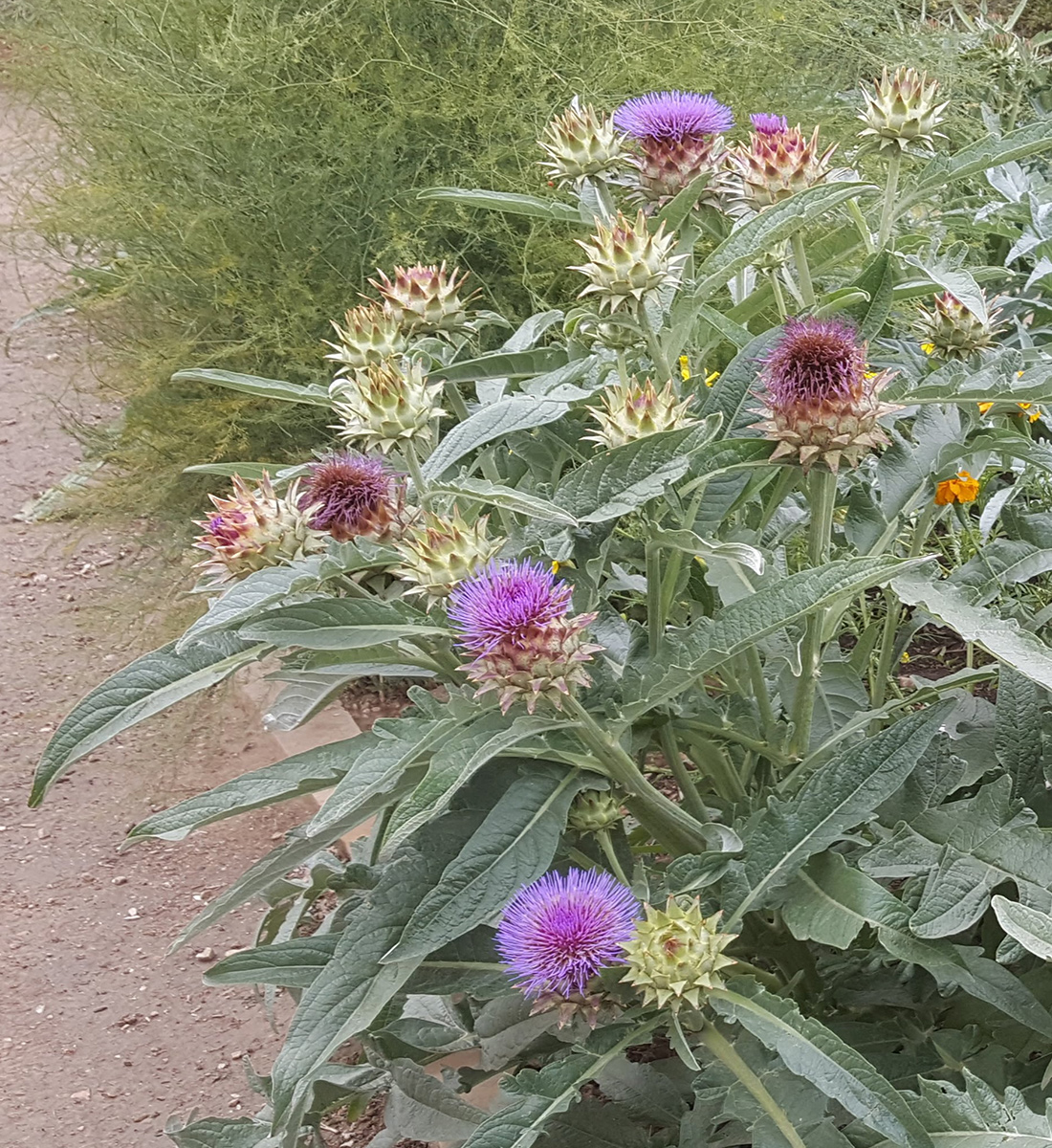 artichoke plants in bloom