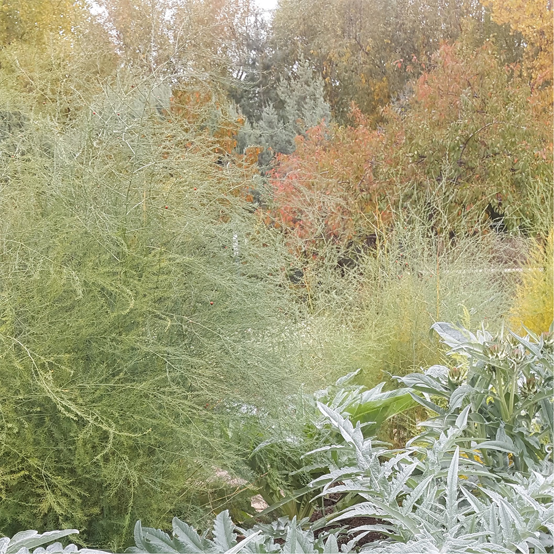 Asparagus foliage in garden