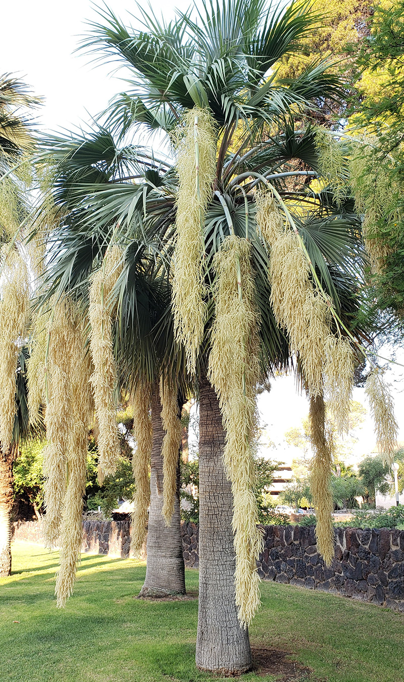 Mexican blue hesper palm