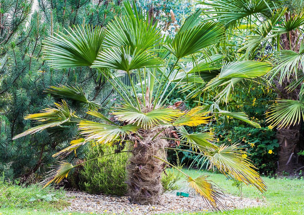 waggie palm