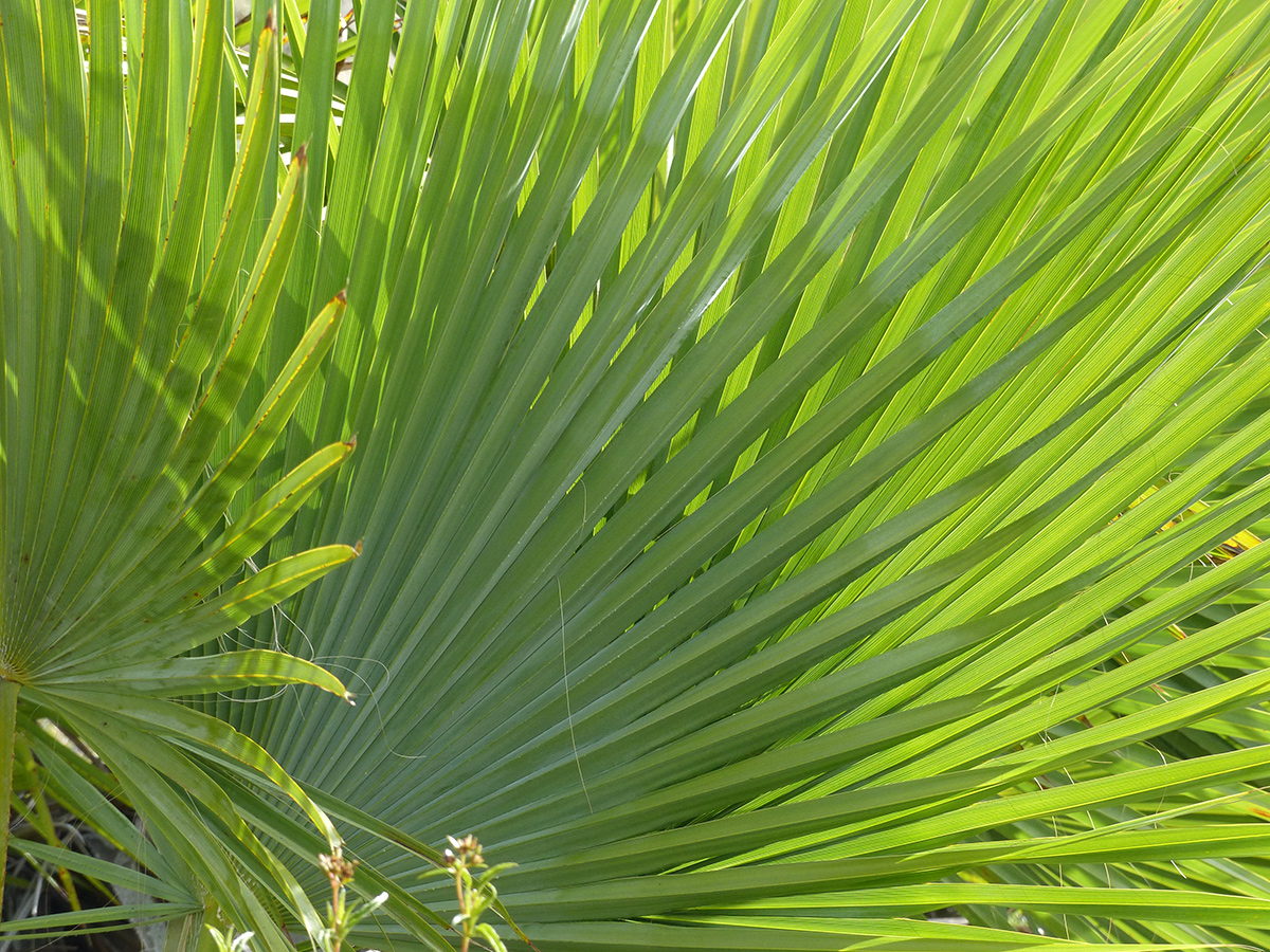 rock palm fronds