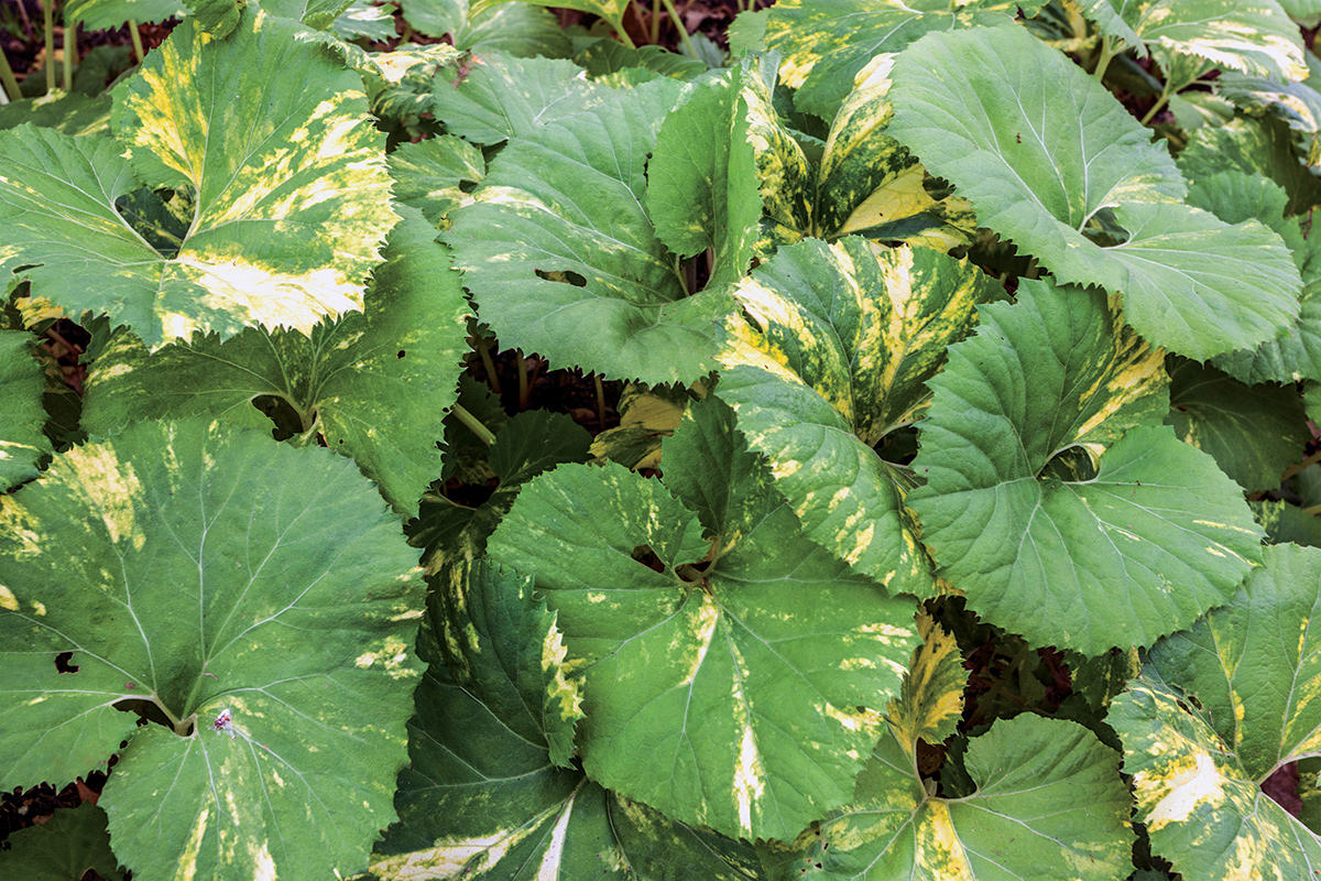 Variegated butterbur