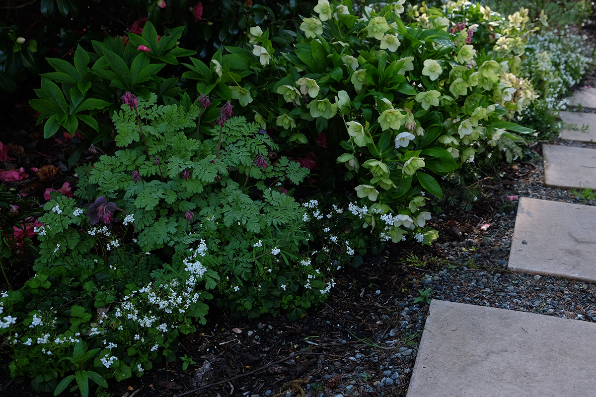 ground cover with white flowers at edge of path