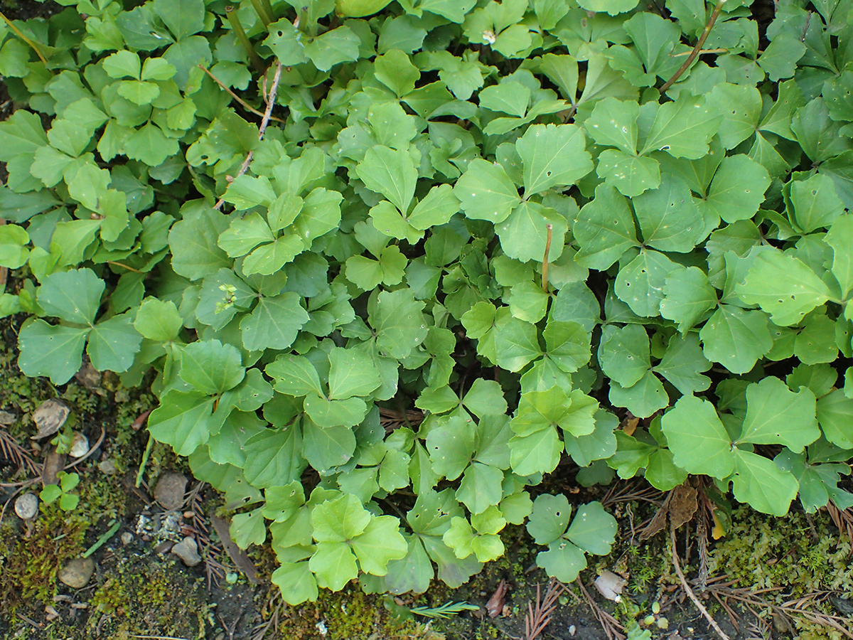 Trifoliate bittercress