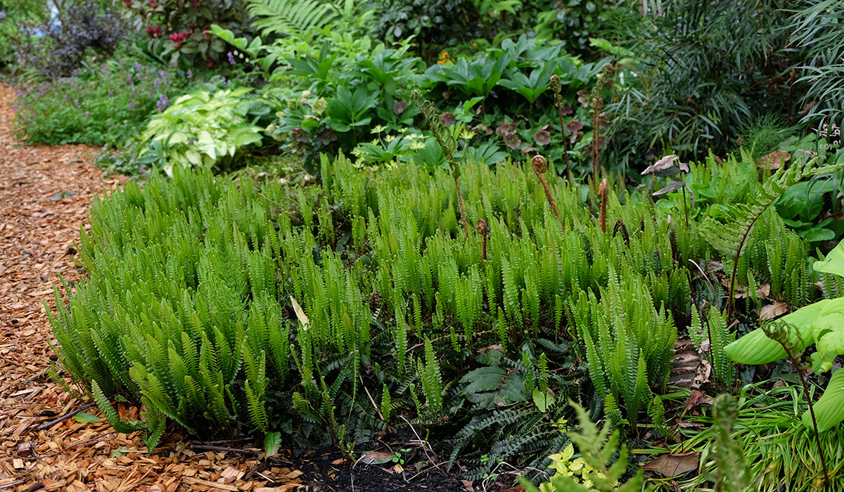 alpine water fern