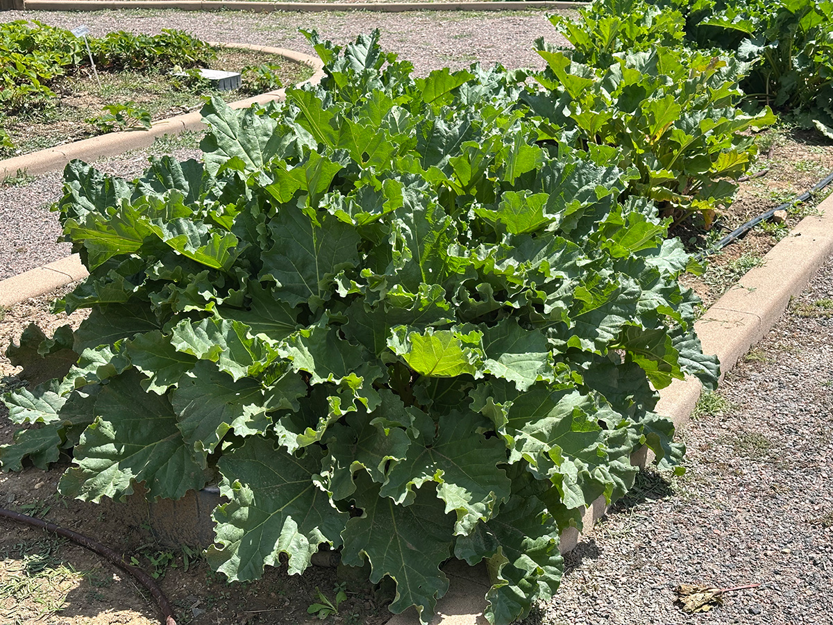 Rhubarb plants