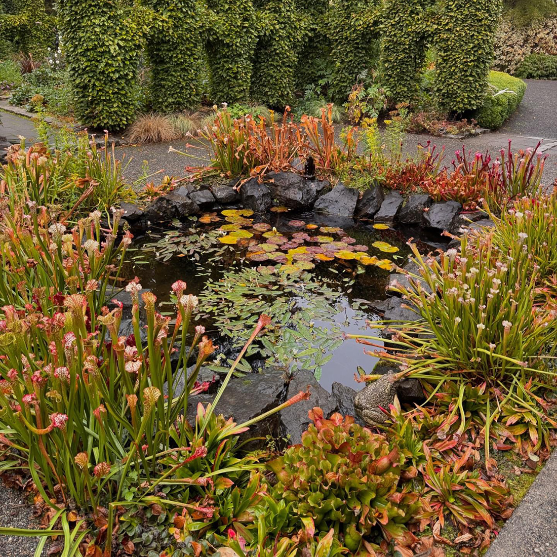 small bog garden at botanical garden