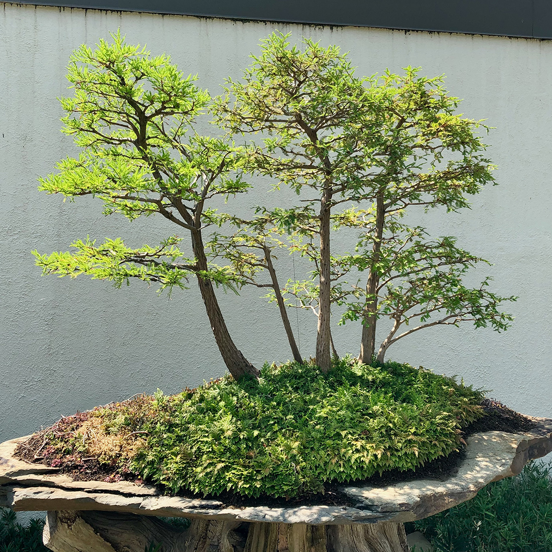 dawn redwood bonsai