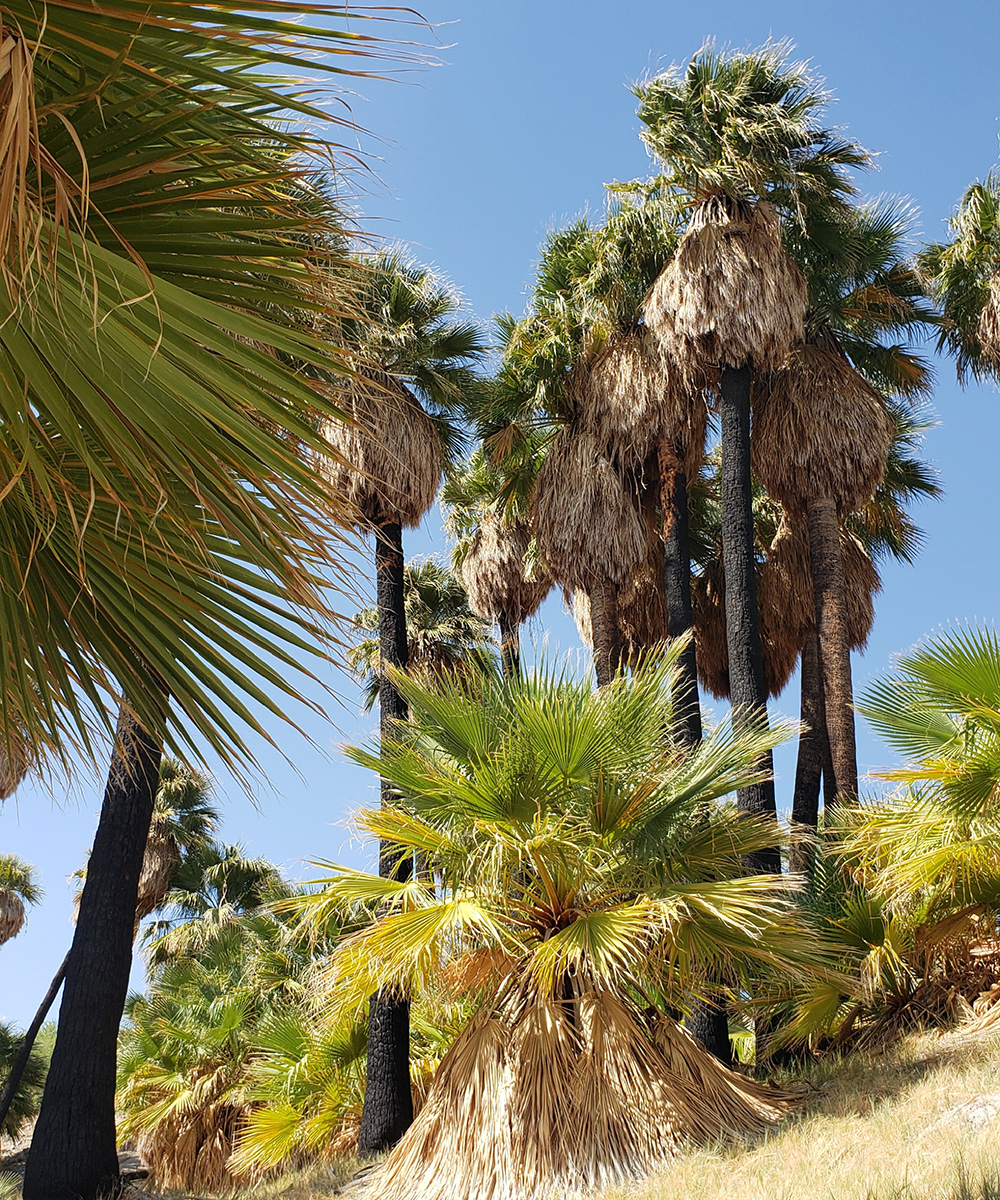 California fan palm