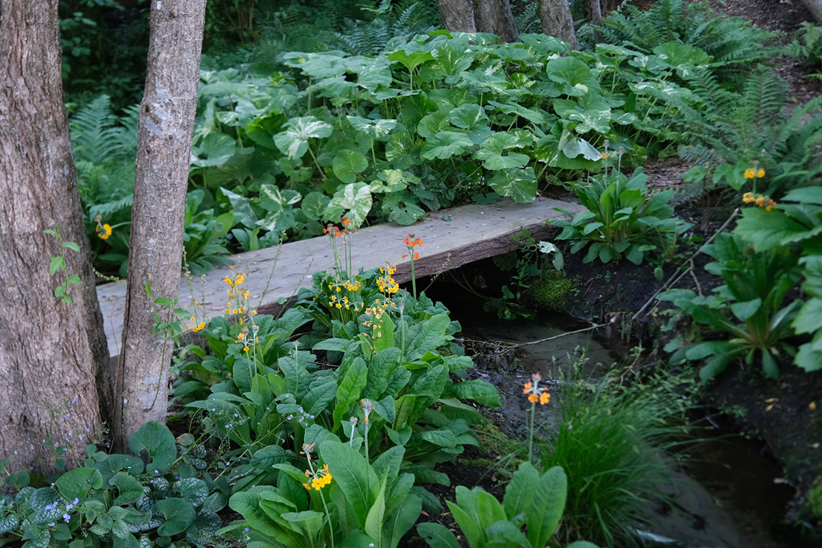 variegated plant in shade garden