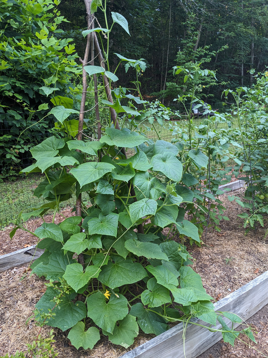 ‘Tyria’ English cucumber