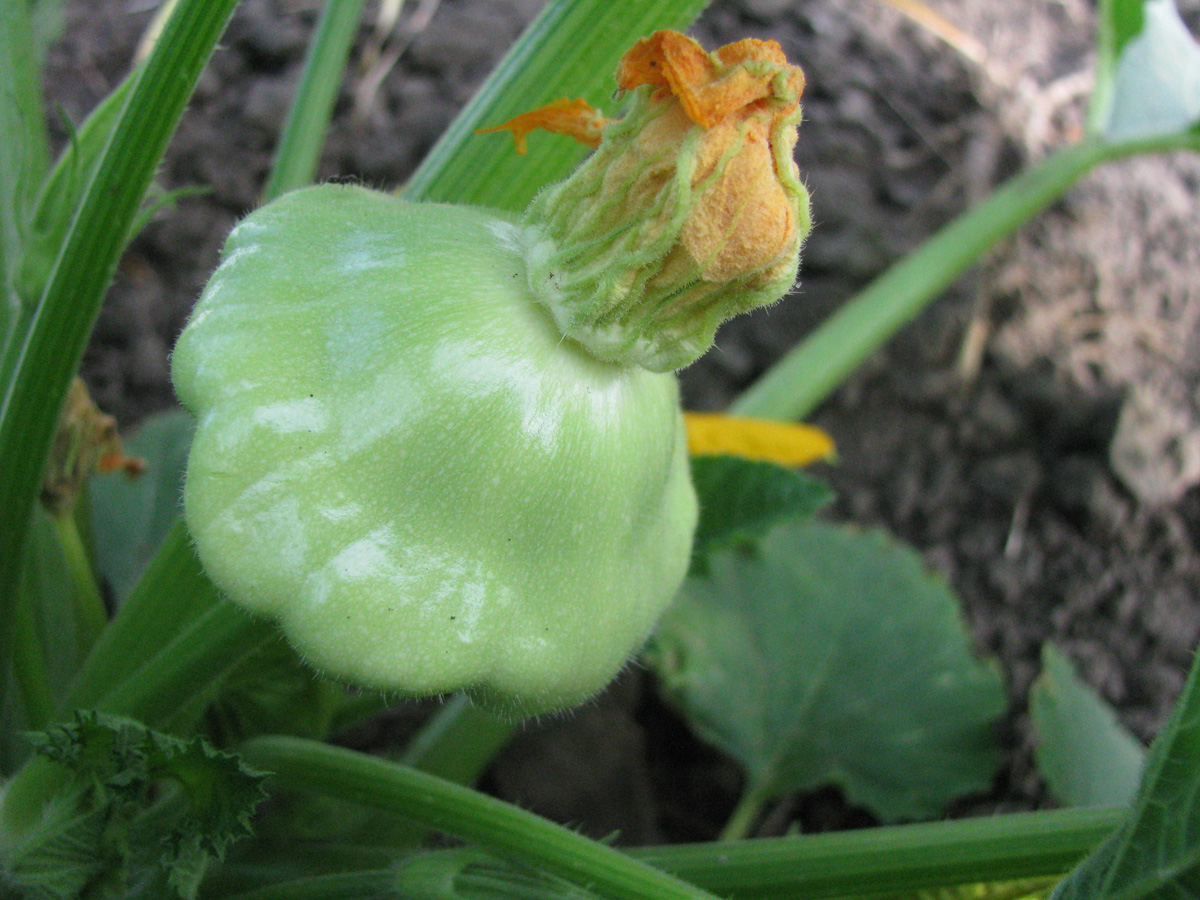 Kermit pattypan fruit