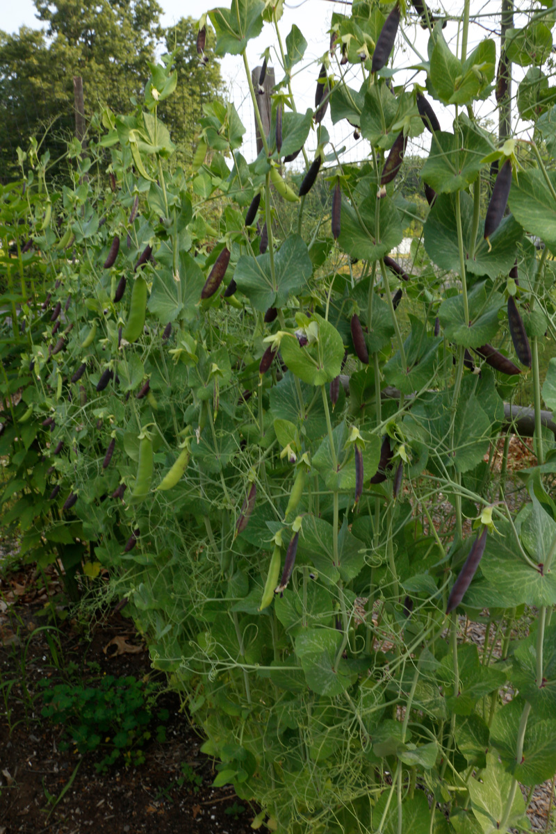Sugar magnolia snap pea growing on trellis