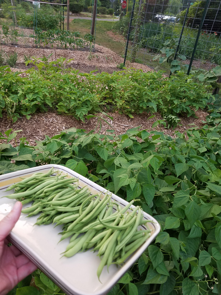 Provider bush bean harvest on a tray