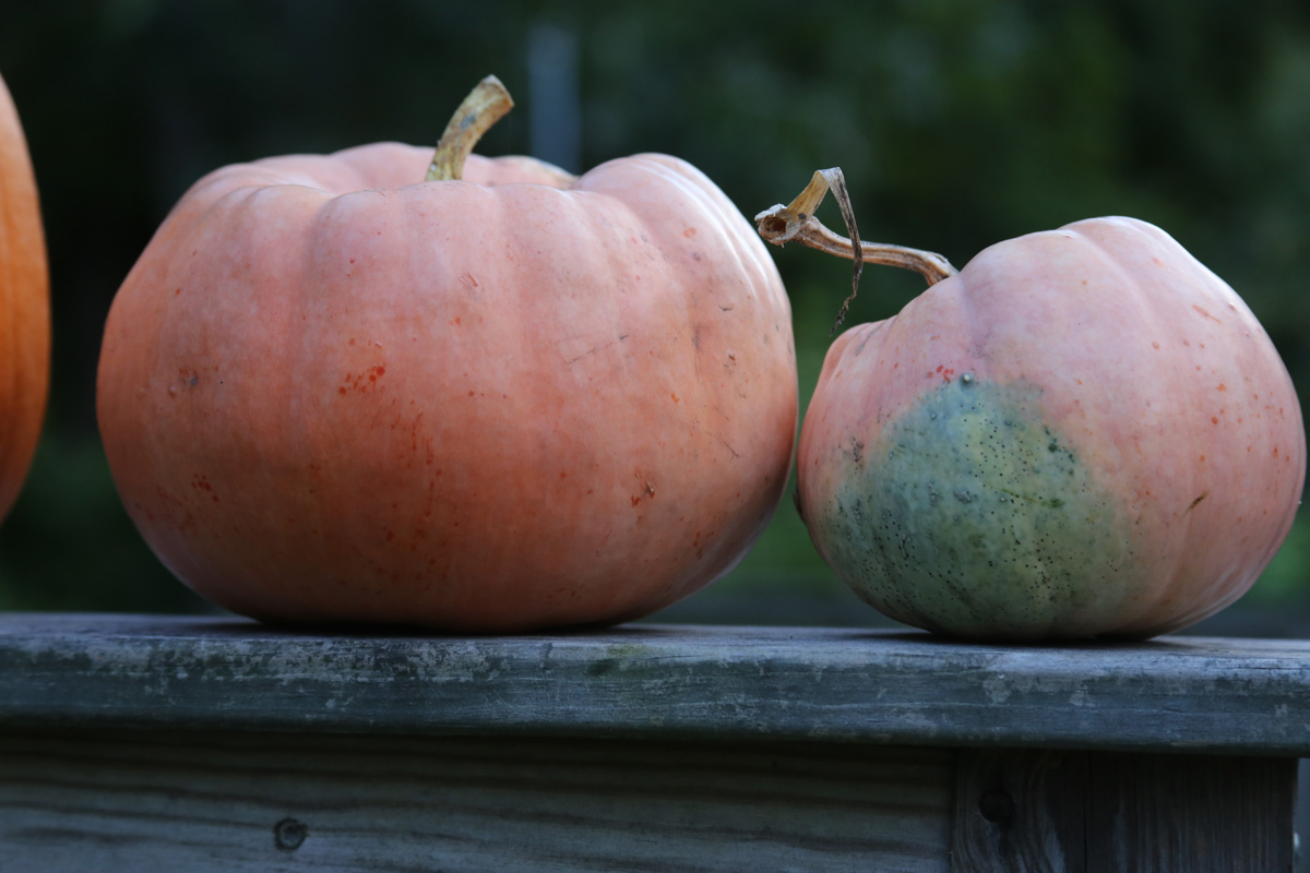 Porcelain Doll pumpkin