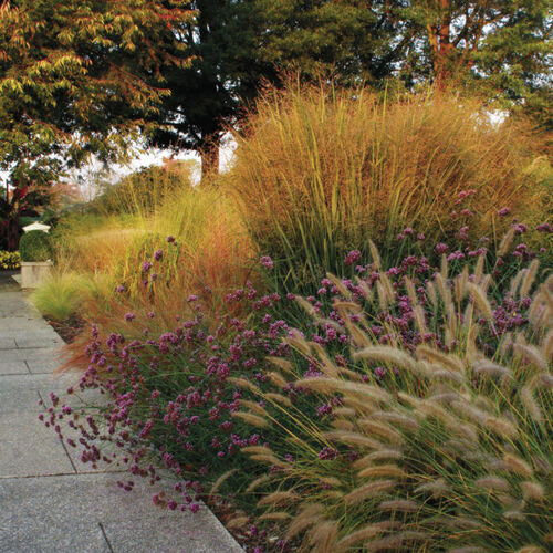 ornamental grasses