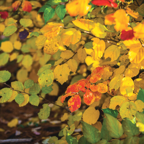 fothergilla with fall foliage