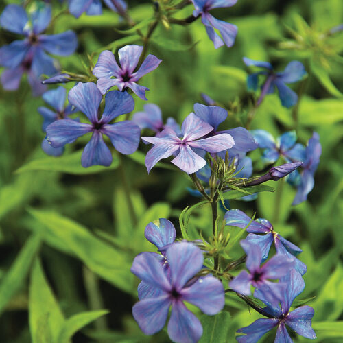 woodland phlox