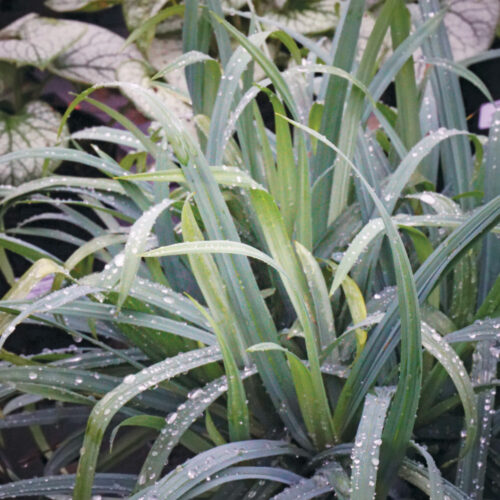 'Bunny blue' creeping sedge