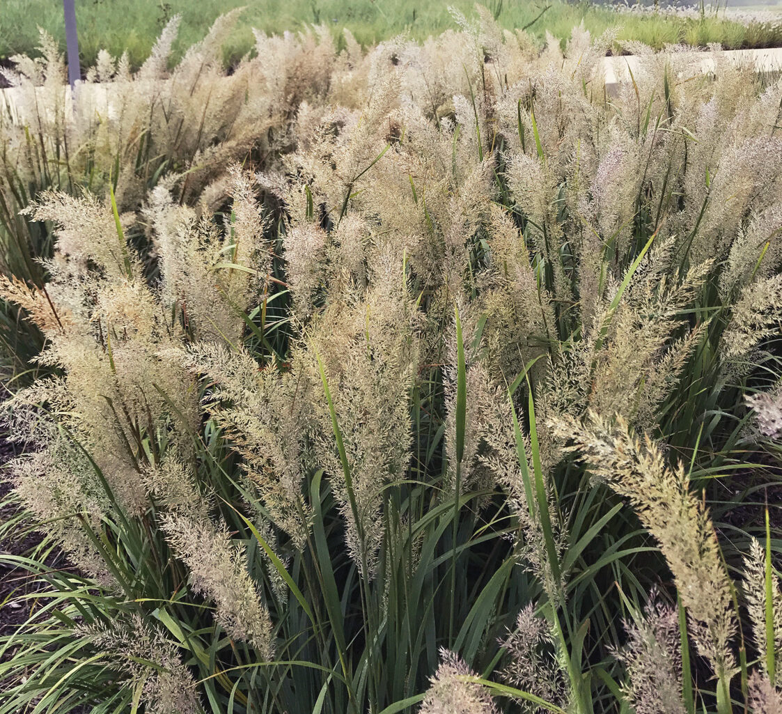 Korean feather reed grass