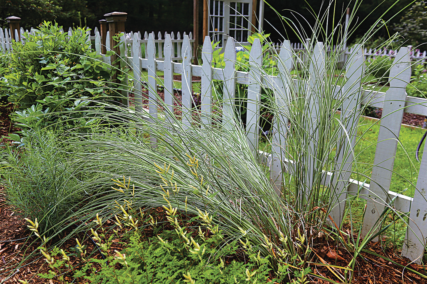 how to keep ornamental grasses upright