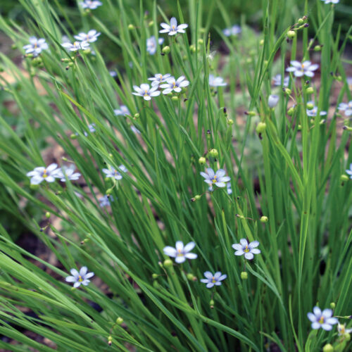 ‘Lucerne’ blue-eyed grass
