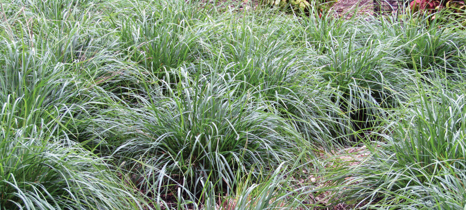 ‘Greenlee Hybrid’ moor grass