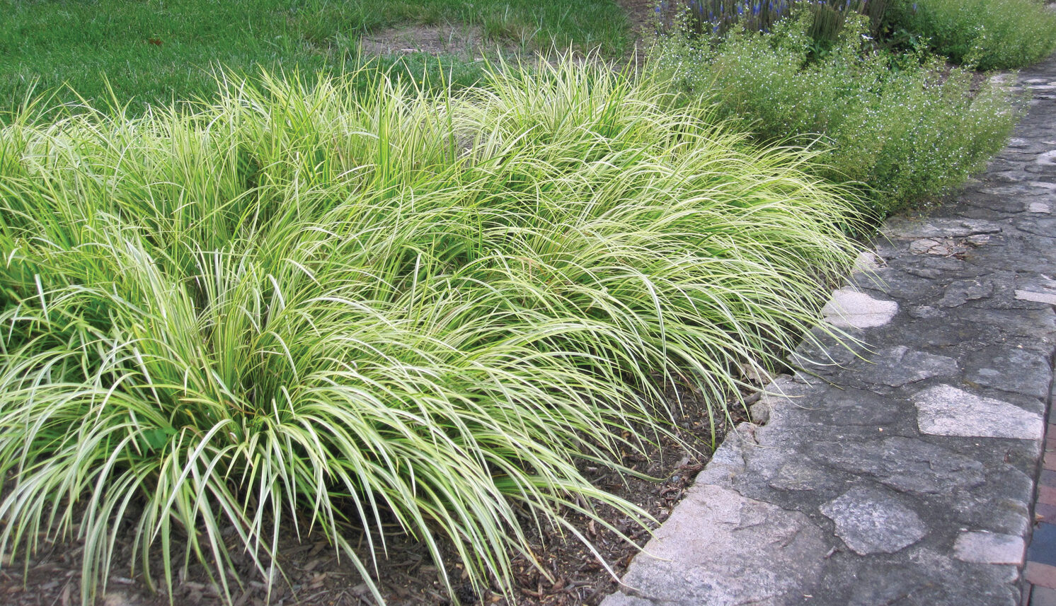 ‘Ogon’ sweet flag