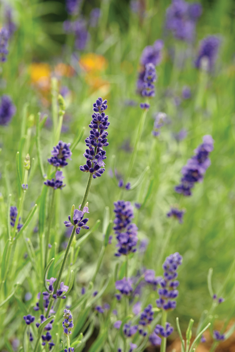English lavender with purple flowers