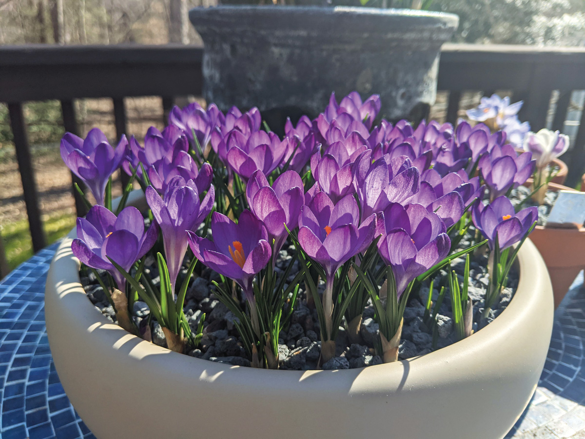 Ruby giant crocus in a container planting