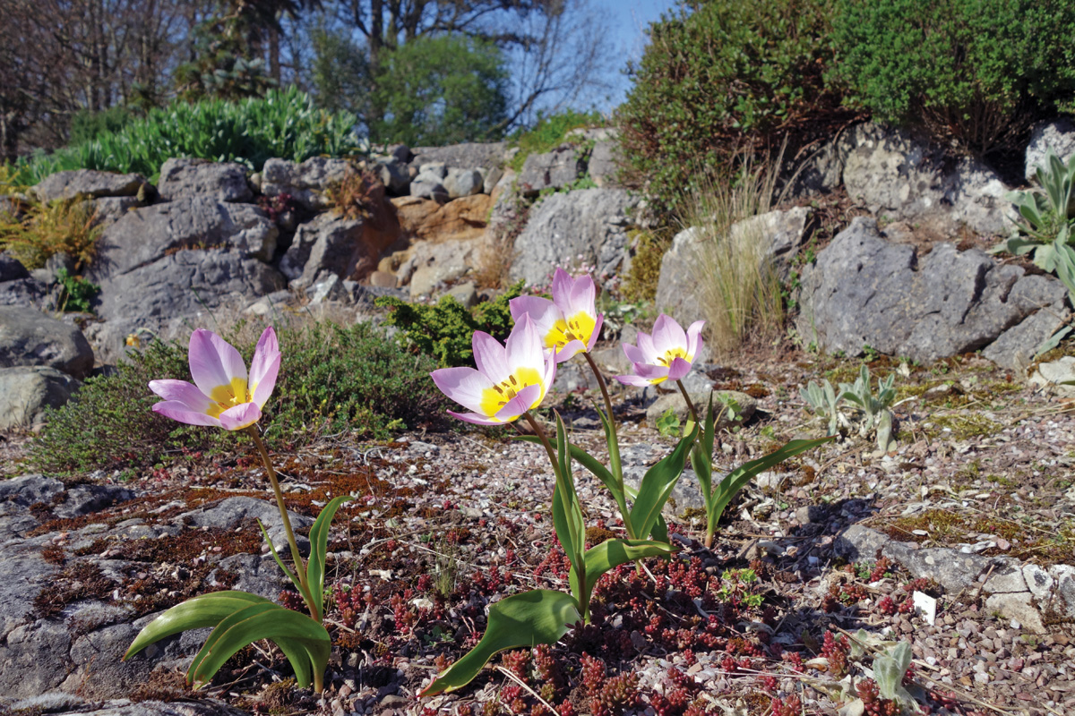 petite Candia tulip blooms in spring