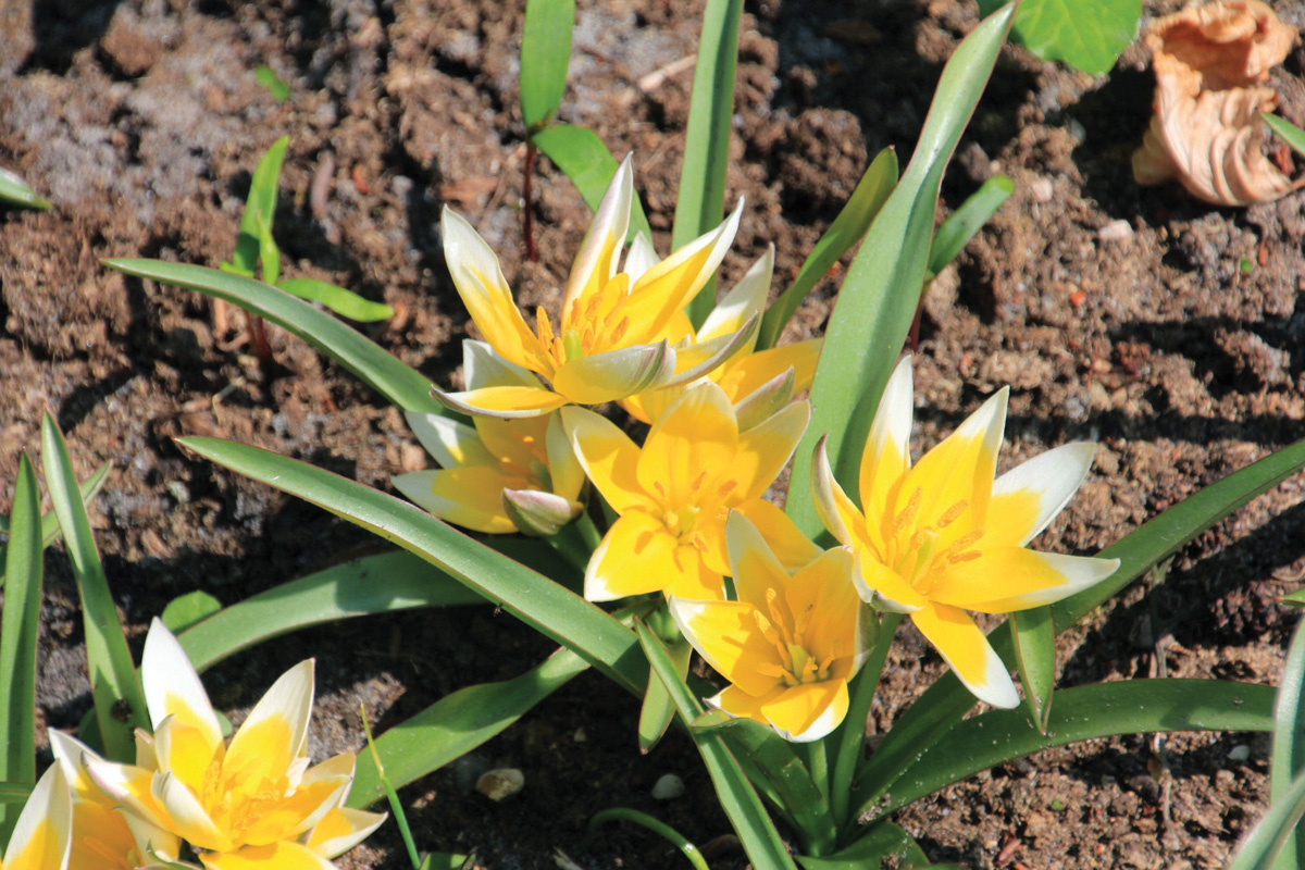 Yellow blooms of Late tulip