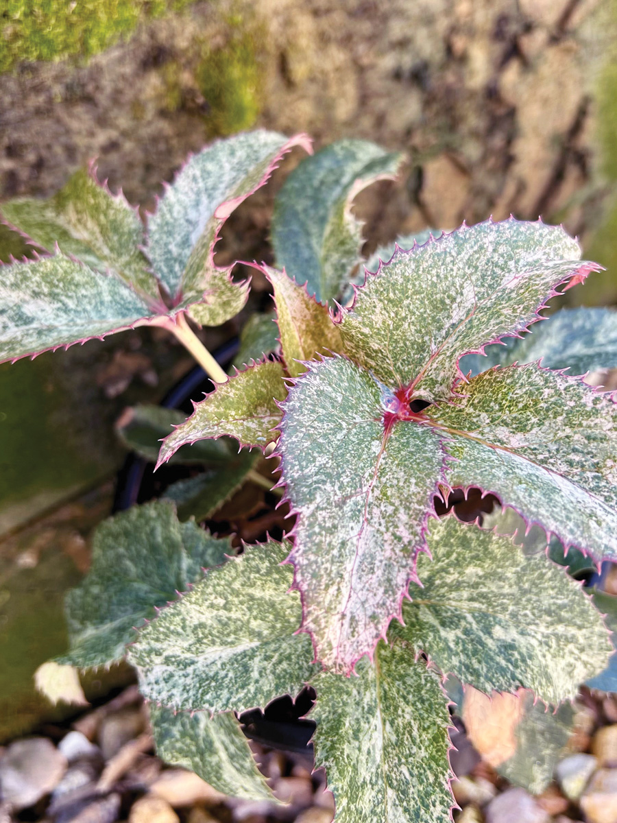 Pacific Frost hellbore foliage