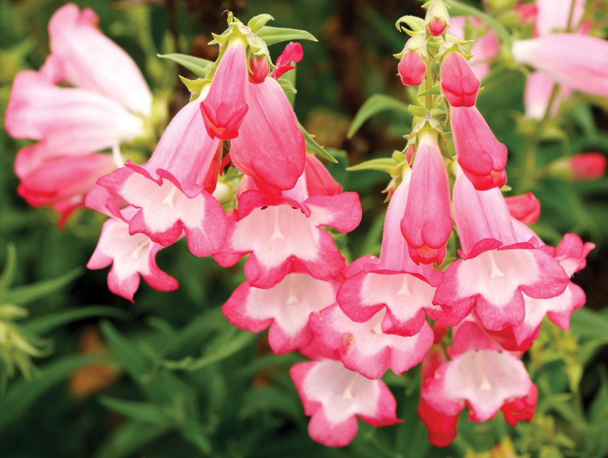 Penstemon 'Flock of Flamingos' bloom close up