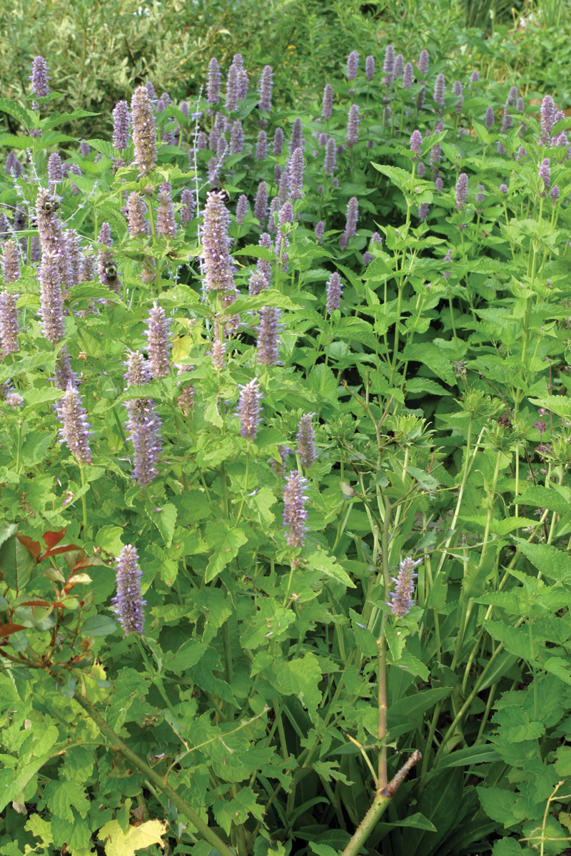 Agastache foeniculum