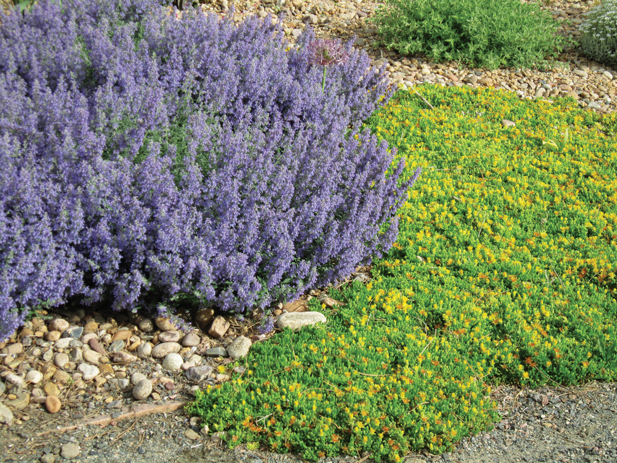 Select Blue catmint Nepeta faassenii 