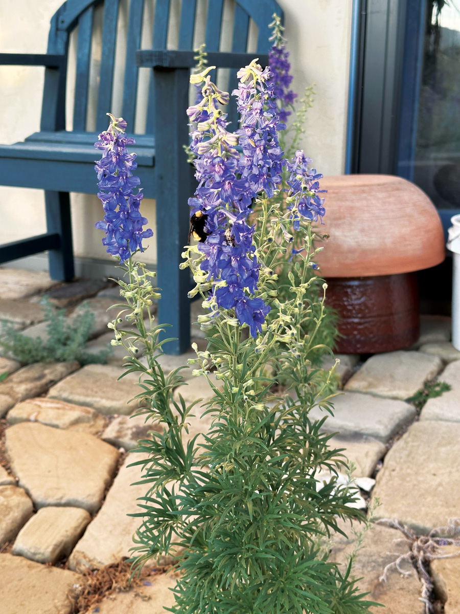 Delphinium geyeri blooms