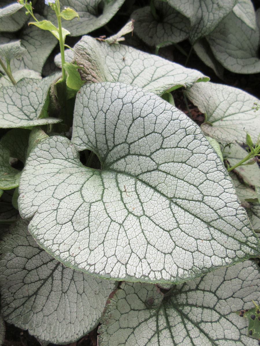 Brunnera macrophylla Sterling Silver leaf close up