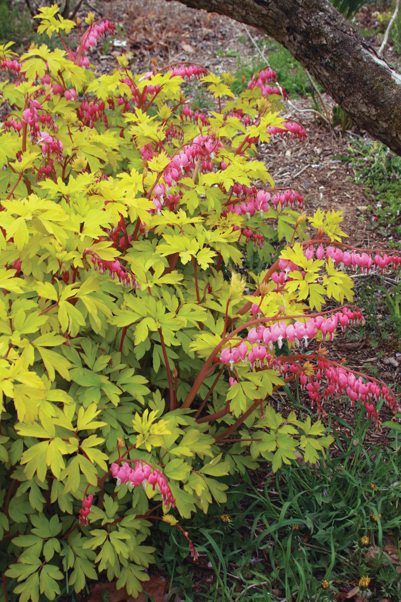Dicentra spectabilis ‘Gold Heart’
