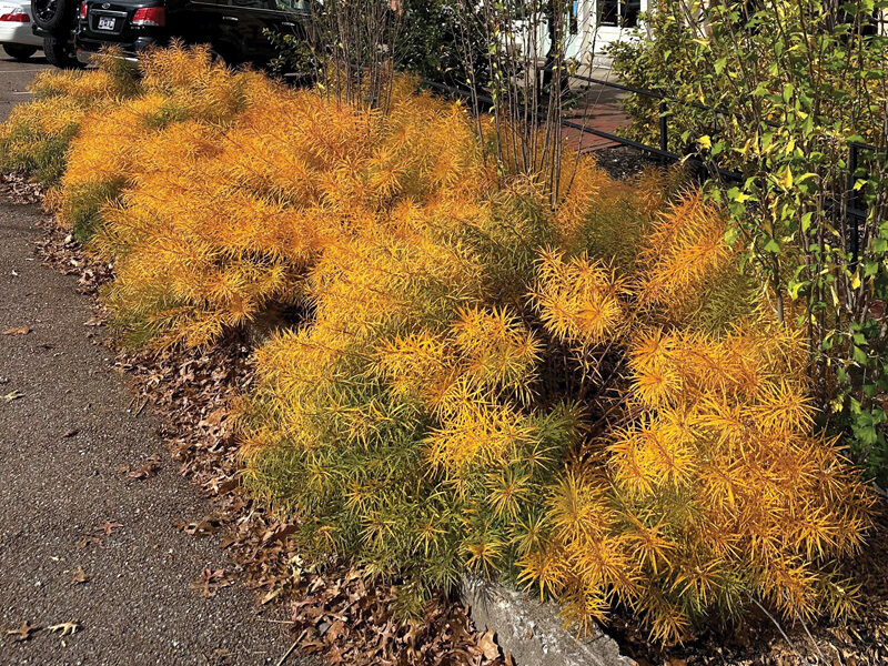 Butterscotch amsonia