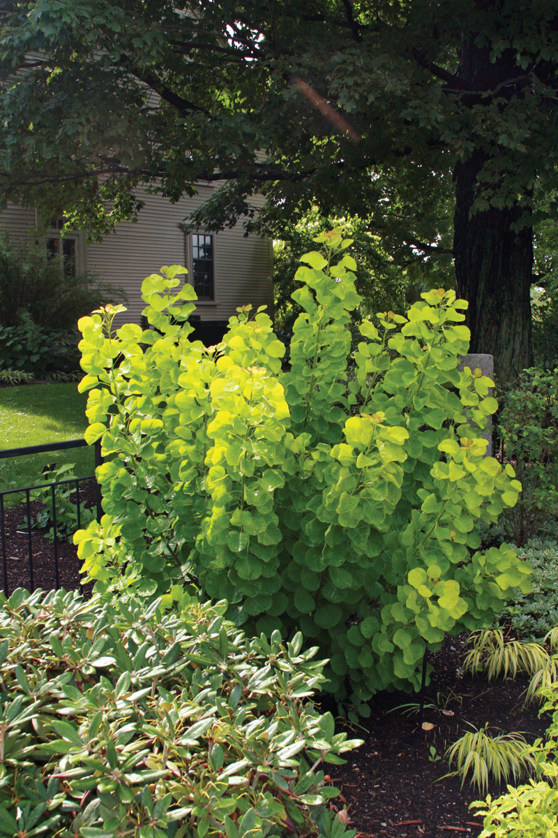 Cotinus cogygria Ancot