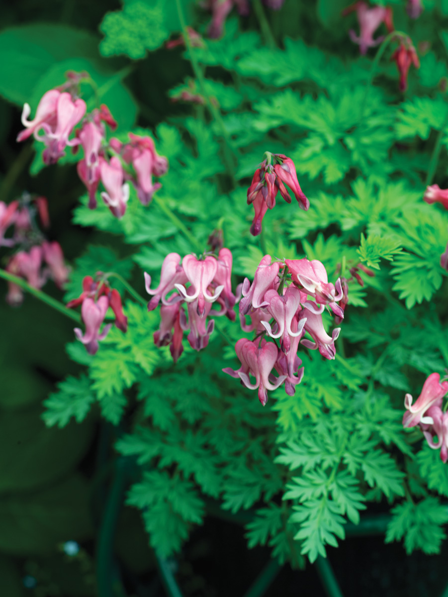 Fringed bleeding heart