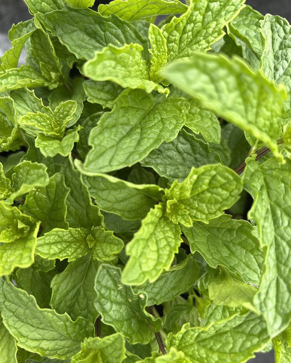 peppermint close up