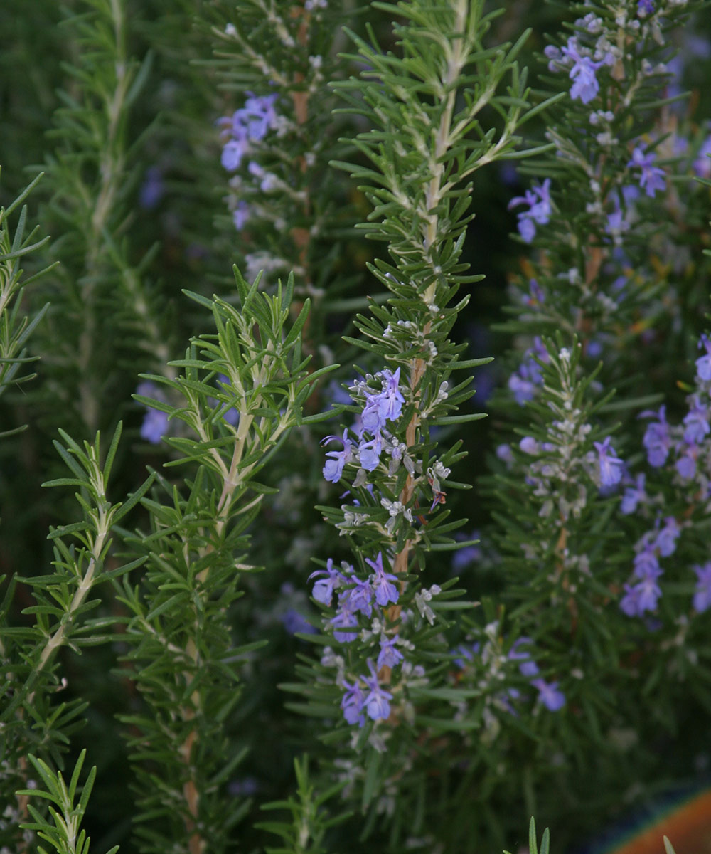 close up of rosemary