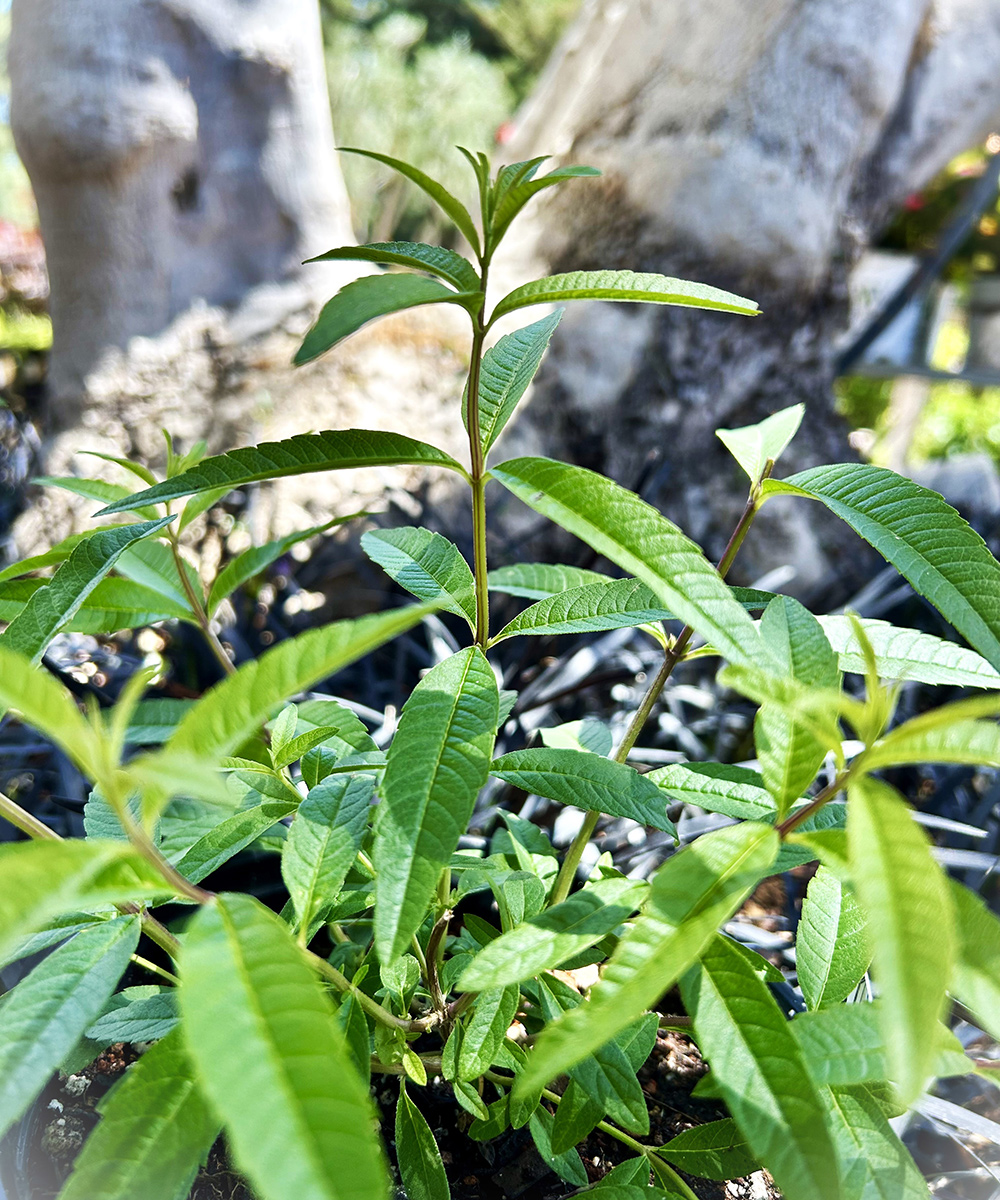  lemon verbena